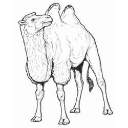 Malvorlage: Kamel (Tiere) #1665 - Druckbare Malvorlagen