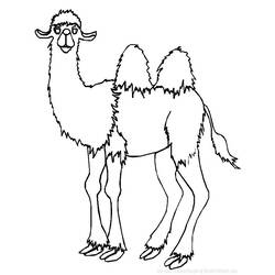 Malvorlage: Kamel (Tiere) #1667 - Druckbare Malvorlagen