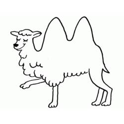 Malvorlage: Kamel (Tiere) #1683 - Druckbare Malvorlagen