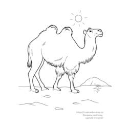 Malvorlage: Kamel (Tiere) #1686 - Druckbare Malvorlagen