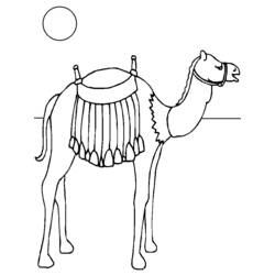 Malvorlage: Kamel (Tiere) #1699 - Druckbare Malvorlagen