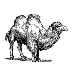 Malvorlage: Kamel (Tiere) #1702 - Druckbare Malvorlagen