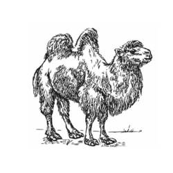 Malvorlage: Kamel (Tiere) #1707 - Druckbare Malvorlagen