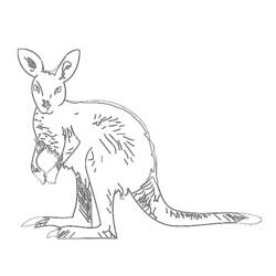 Malvorlage: Känguru (Tiere) #9139 - Kostenlose Malvorlagen zum Ausdrucken