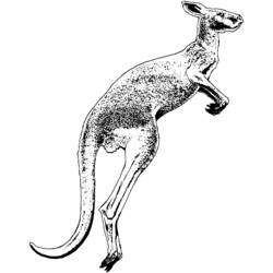 Malvorlage: Känguru (Tiere) #9204 - Kostenlose Malvorlagen zum Ausdrucken