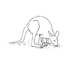 Malvorlage: Känguru (Tiere) #9207 - Kostenlose Malvorlagen zum Ausdrucken