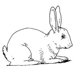 Malvorlage: Kaninchen (Tiere) #9530 - Druckbare Malvorlagen
