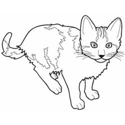 Malvorlage: Katze (Tiere) #1781 - Kostenlose Malvorlagen zum Ausdrucken