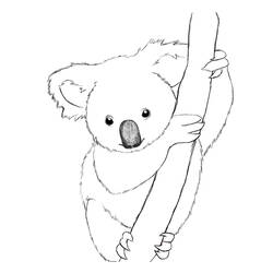 Malvorlage: Koala (Tiere) #9305 - Kostenlose Malvorlagen zum Ausdrucken