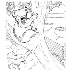 Malvorlage: Koala (Tiere) #9307 - Kostenlose Malvorlagen zum Ausdrucken