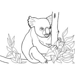 Malvorlage: Koala (Tiere) #9383 - Kostenlose Malvorlagen zum Ausdrucken