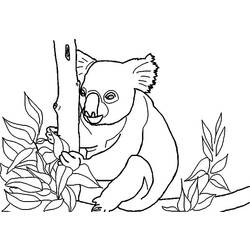 Malvorlage: Koala (Tiere) #9456 - Kostenlose Malvorlagen zum Ausdrucken