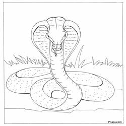 Malvorlage: Kobra (Tiere) #3247 - Kostenlose Malvorlagen zum Ausdrucken