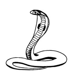Malvorlage: Kobra (Tiere) #3296 - Kostenlose Malvorlagen zum Ausdrucken