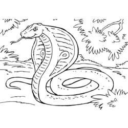 Malvorlage: Kobra (Tiere) #3308 - Kostenlose Malvorlagen zum Ausdrucken