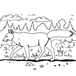 Malvorlage: Kojote (Tiere) #4483 - Kostenlose Malvorlagen zum Ausdrucken