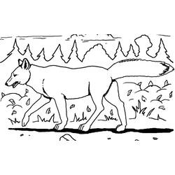 Malvorlage: Kojote (Tiere) #4498 - Kostenlose Malvorlagen zum Ausdrucken