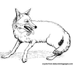 Malvorlage: Kojote (Tiere) #4526 - Kostenlose Malvorlagen zum Ausdrucken