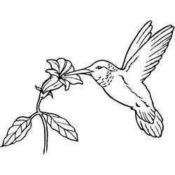 Malvorlage: Kolibri (Tiere) #3786 - Kostenlose Malvorlagen zum Ausdrucken