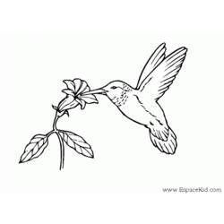 Malvorlage: Kolibri (Tiere) #3793 - Kostenlose Malvorlagen zum Ausdrucken