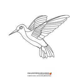 Malvorlage: Kolibri (Tiere) #3797 - Kostenlose Malvorlagen zum Ausdrucken