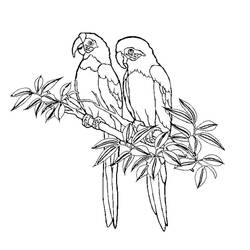 Malvorlage: Kolibri (Tiere) #3800 - Kostenlose Malvorlagen zum Ausdrucken