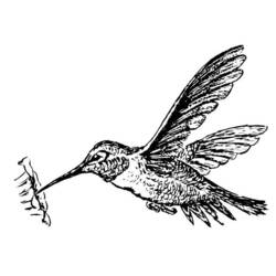 Malvorlage: Kolibri (Tiere) #3802 - Kostenlose Malvorlagen zum Ausdrucken