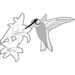 Malvorlage: Kolibri (Tiere) #3807 - Kostenlose Malvorlagen zum Ausdrucken
