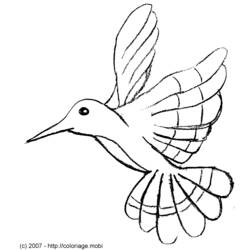 Malvorlage: Kolibri (Tiere) #3818 - Kostenlose Malvorlagen zum Ausdrucken