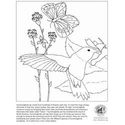Malvorlage: Kolibri (Tiere) #3827 - Kostenlose Malvorlagen zum Ausdrucken