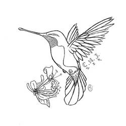 Zeichnungen zum Ausmalen: Kolibri - Druckbare Malvorlagen