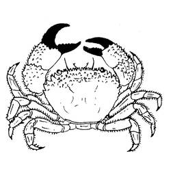 Malvorlage: Krabbe (Tiere) #4601 - Kostenlose Malvorlagen zum Ausdrucken