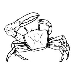 Malvorlage: Krabbe (Tiere) #4613 - Kostenlose Malvorlagen zum Ausdrucken