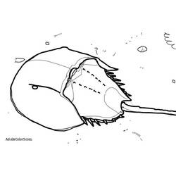 Malvorlage: Krabbe (Tiere) #4641 - Kostenlose Malvorlagen zum Ausdrucken