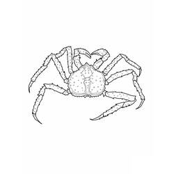 Malvorlage: Krabbe (Tiere) #4675 - Kostenlose Malvorlagen zum Ausdrucken