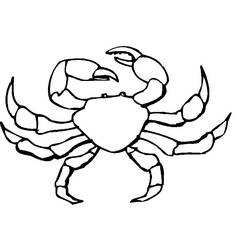 Malvorlage: Krabbe (Tiere) #4691 - Kostenlose Malvorlagen zum Ausdrucken