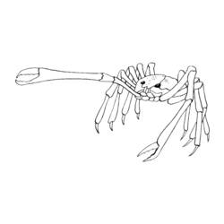 Malvorlage: Krabbe (Tiere) #4714 - Kostenlose Malvorlagen zum Ausdrucken