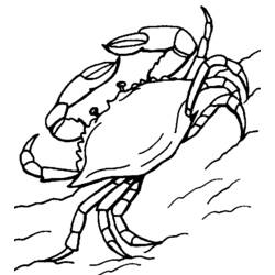 Malvorlage: Krabbe (Tiere) #4717 - Kostenlose Malvorlagen zum Ausdrucken