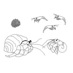Malvorlage: Krabbe (Tiere) #4765 - Kostenlose Malvorlagen zum Ausdrucken