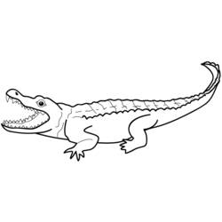 Malvorlage: Krokodil (Tiere) #4797 - Kostenlose Malvorlagen zum Ausdrucken