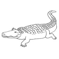 Malvorlage: Krokodil (Tiere) #4950 - Kostenlose Malvorlagen zum Ausdrucken