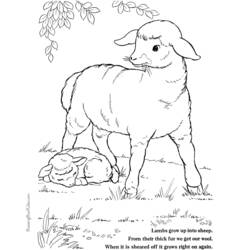 Malvorlage: Lamm (Tiere) #268 - Kostenlose Malvorlagen zum Ausdrucken
