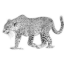Zeichnungen zum Ausmalen: Leopard - Druckbare Malvorlagen