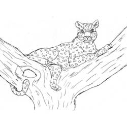 Malvorlage: Leopard (Tiere) #9722 - Kostenlose Malvorlagen zum Ausdrucken