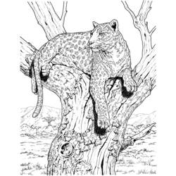 Malvorlage: Leopard (Tiere) #9770 - Kostenlose Malvorlagen zum Ausdrucken