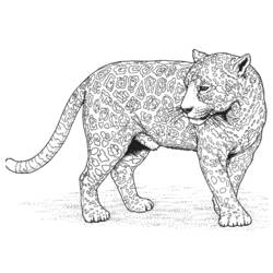 Malvorlage: Leopard (Tiere) #9817 - Kostenlose Malvorlagen zum Ausdrucken