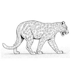 Malvorlage: Leopard (Tiere) #9859 - Kostenlose Malvorlagen zum Ausdrucken