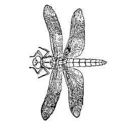 Malvorlage: Libelle (Tiere) #10011 - Kostenlose Malvorlagen zum Ausdrucken