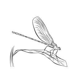 Malvorlage: Libelle (Tiere) #9907 - Kostenlose Malvorlagen zum Ausdrucken