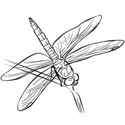 Malvorlage: Libelle (Tiere) #9946 - Kostenlose Malvorlagen zum Ausdrucken
